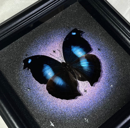 EIRA Papilio rumanzovia Specimen Frame