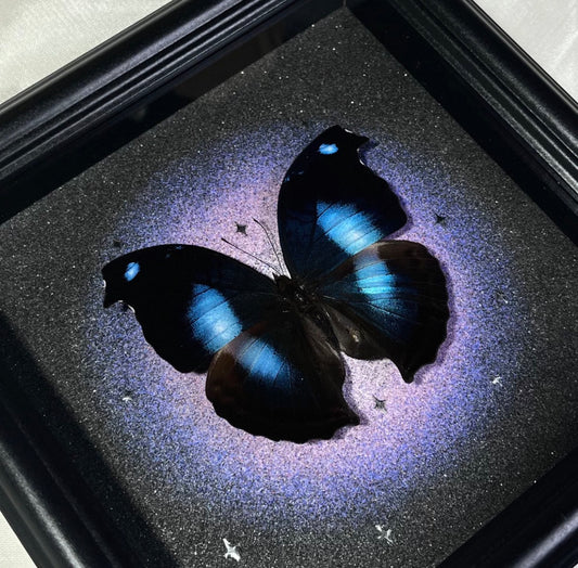 EIRA Papilio rumanzovia Specimen Frame